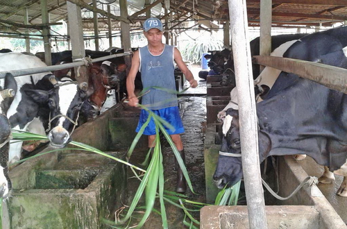 Mô hình nuôi bò sữa của anh Nguyễn Thanh Phong